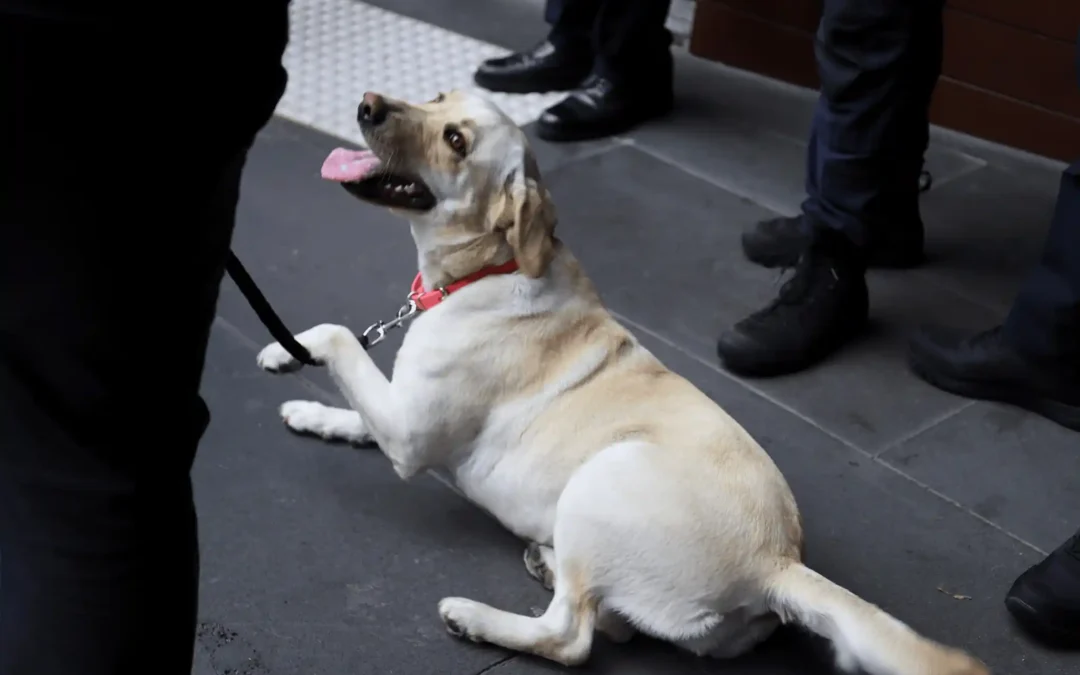 Police Dog Career Shift